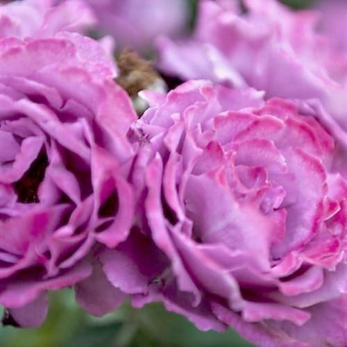 Lavender Floribunda Angel Face - Weeks Rose