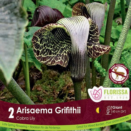 Arisaema Griffithii Spring Bulb