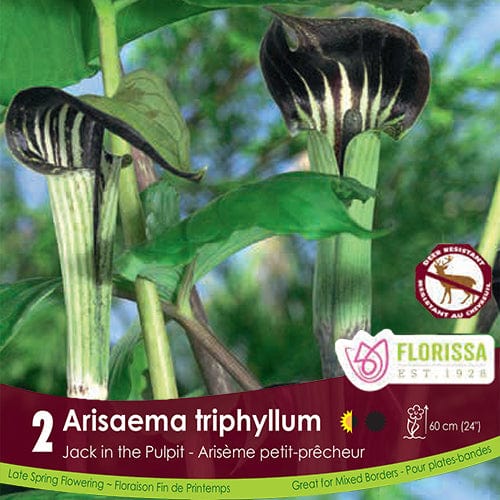 Arisaema Triphyllum Spring Bulb