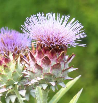 Artichoke Cardoon - West Coast Seeds