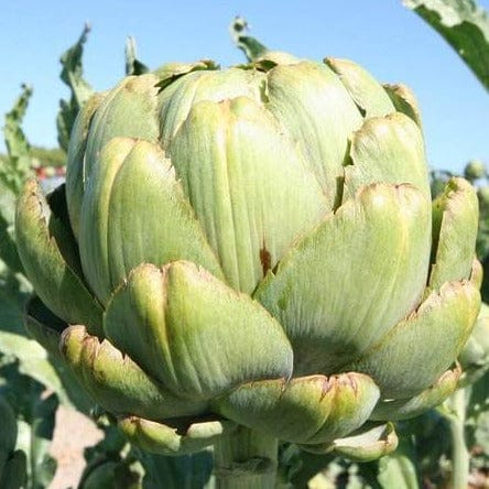 Artichoke Green Globe - West Coast Seeds