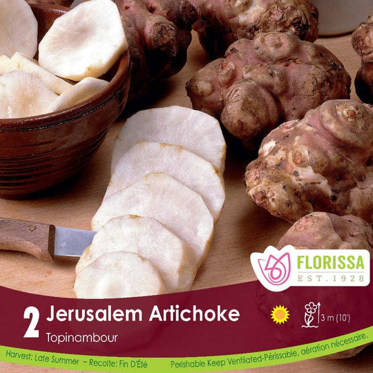 Artichoke Jerusalem