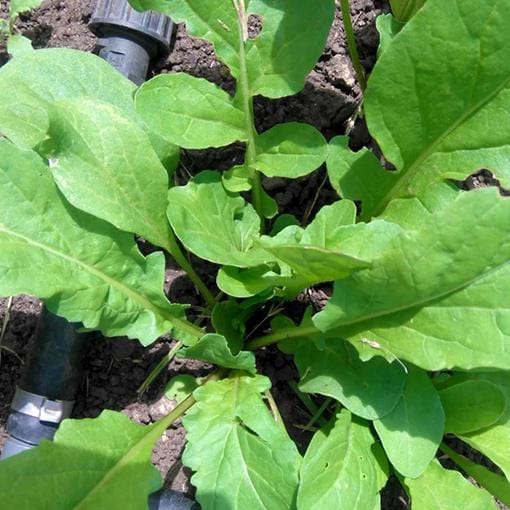 Arugula Astro - Saanich Organics