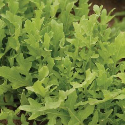 Arugula Astro Roquette - West Coast Seeds