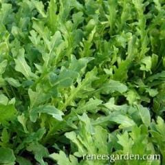 Arugula Rustic - Renee's Garden 