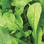 Arugula Italian