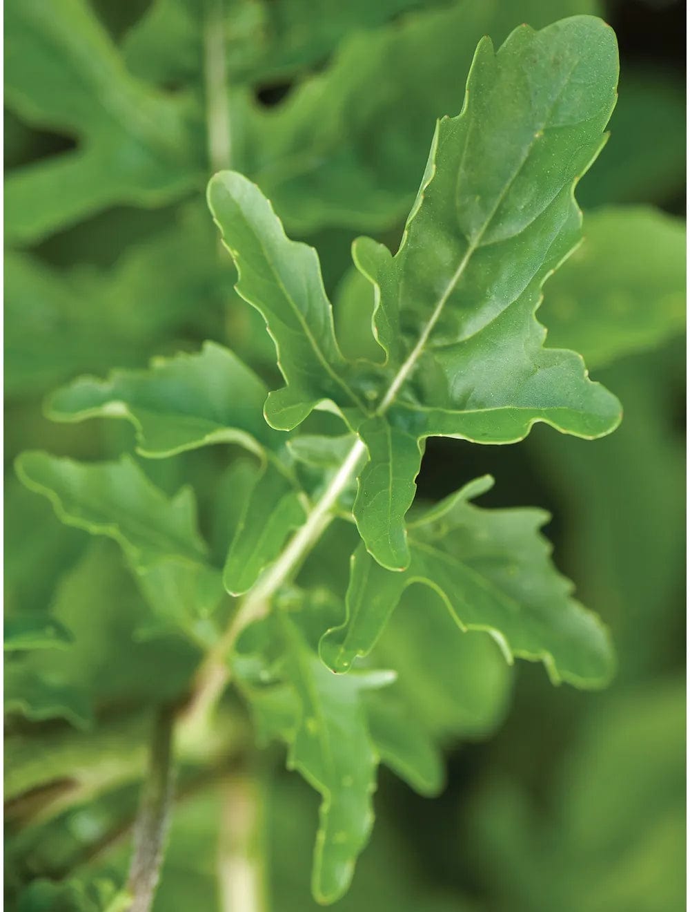 Arugula Rocket - Burpee Seeds