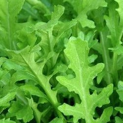 Arugula Runway - Renee's Garden Seeds