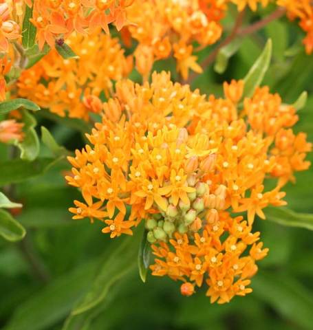 Asclepias Butterfly Bush - West Coast Seeds