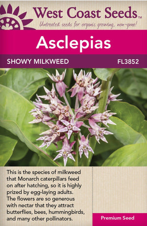 Asclepias Showy Milkweed - West Coast Seeds