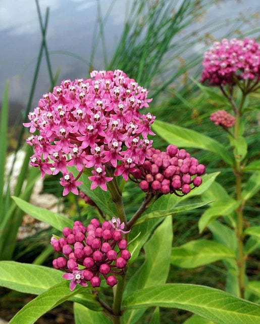 Asclepias Swamp Milkweed - West Coast Seeds