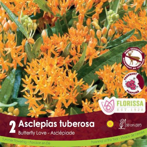 Asclepias Tuberosa Orange Spring Bulb