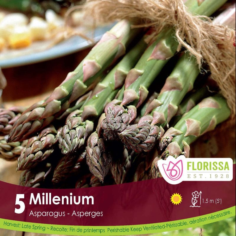Asparagus - Millennium, 5 Pack