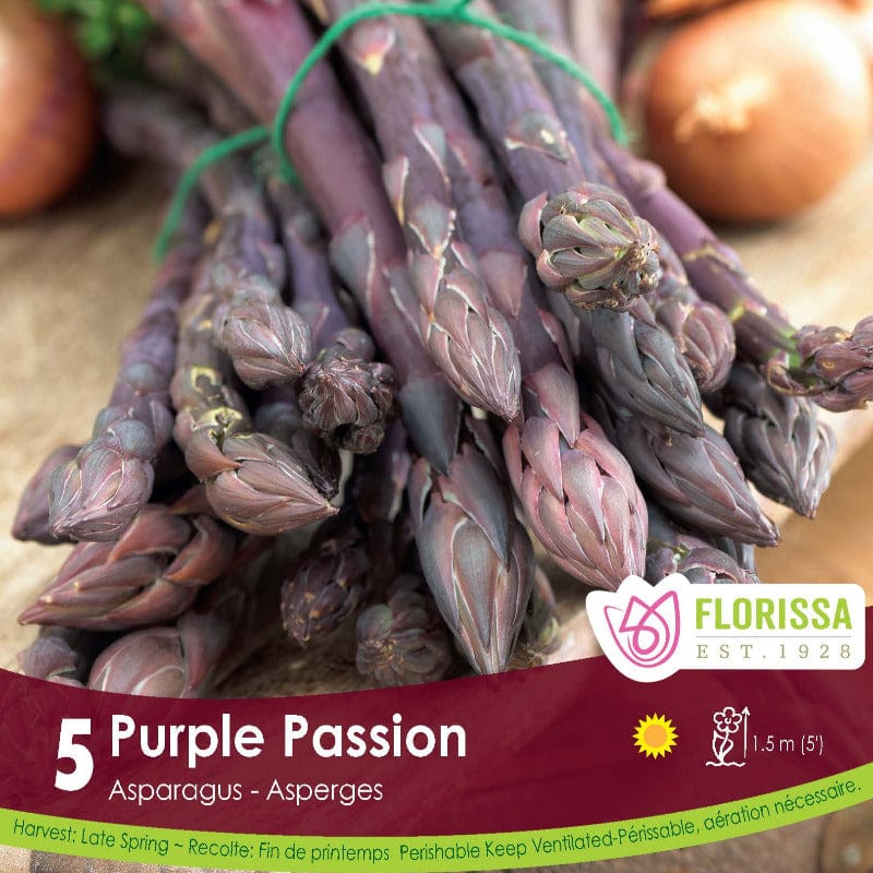 Asparagus Purple Passion