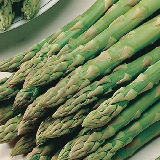 Asparagus Viking - McKenzie Seeds