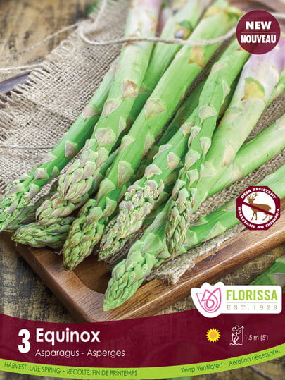 Asparagus - Equinox, 3 Pack