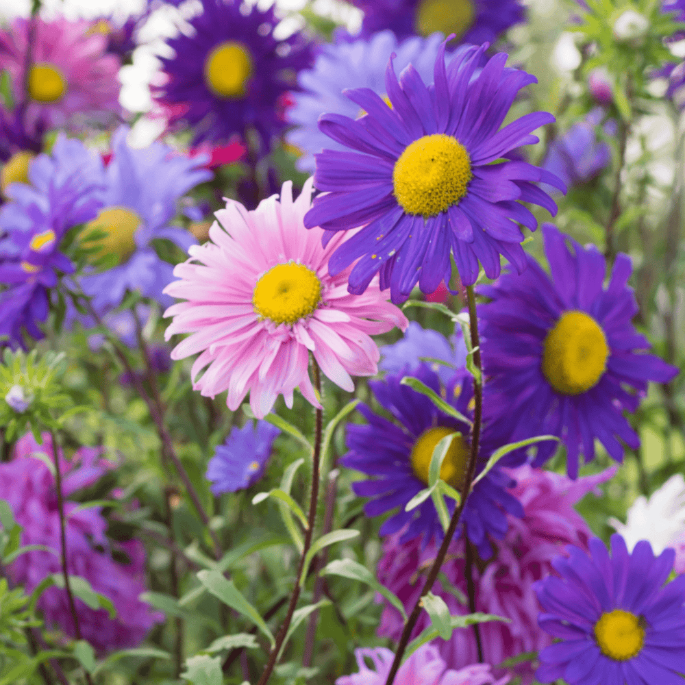 Aster Crego Mix, Sow Easy - McKenzie Seeds