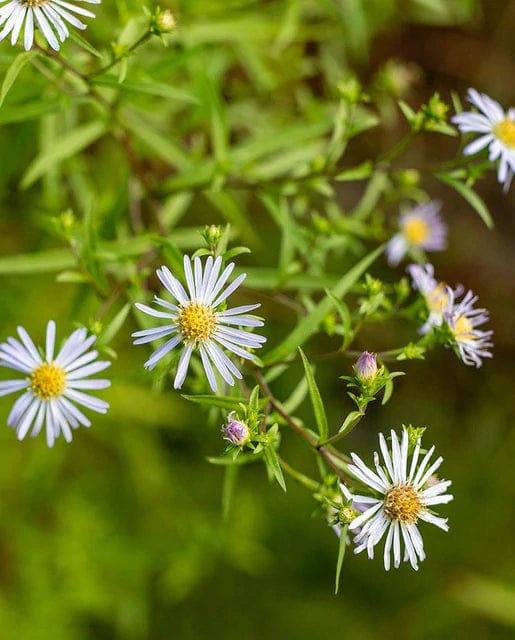 Aster Douglas - West Coast Seeds