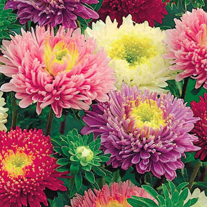 Aster Early Charm - McKenzie Seeds 