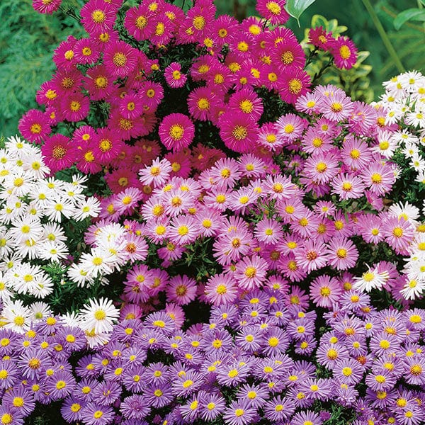 Aster Michaelmas Daisy Mix - Mr. Fothergill's