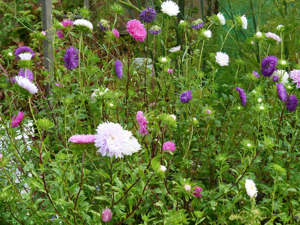 Aster Princess Mix - Salt Spring Seeds