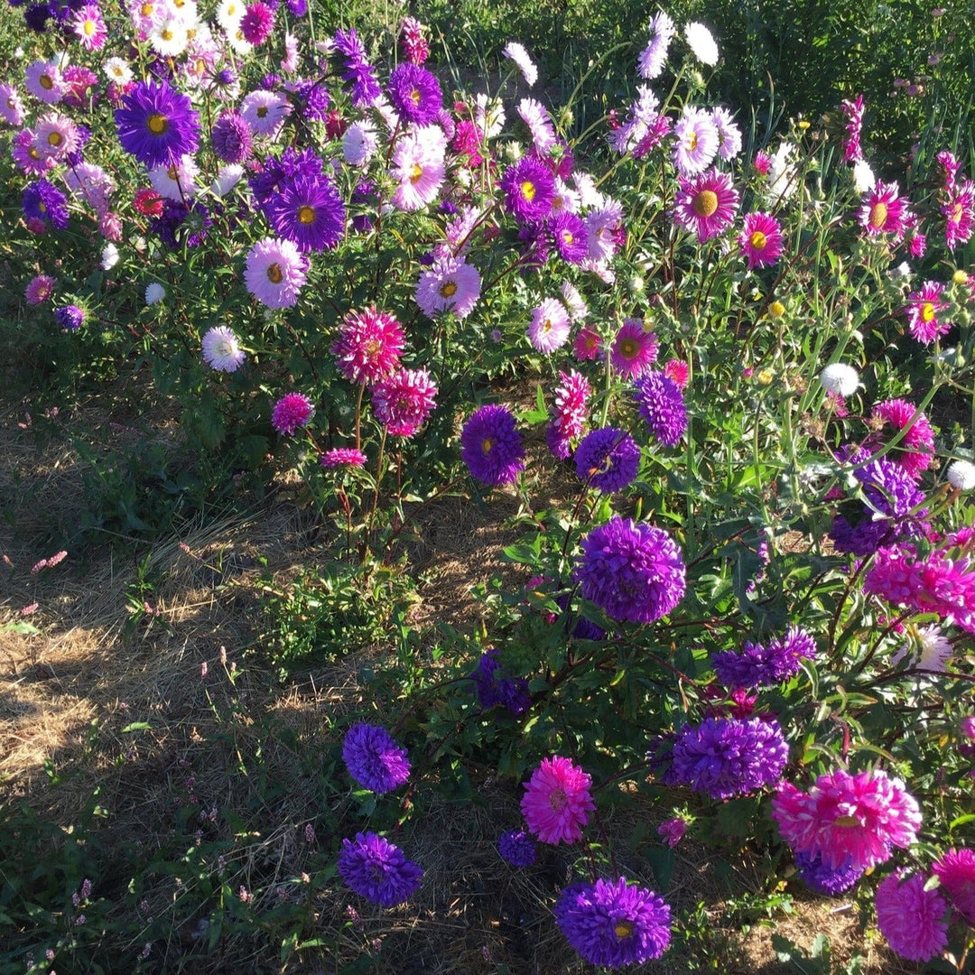 Aster Princess Mix - Salt Spring Seeds