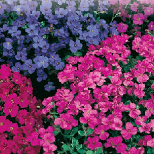 Aubretia Audrey Red Purple - McKenzie Seeds