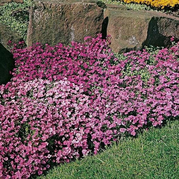 Aubrieta Large Flowered Mix - Mr. Fothergill's Seeds – Wildwood Outdoor ...