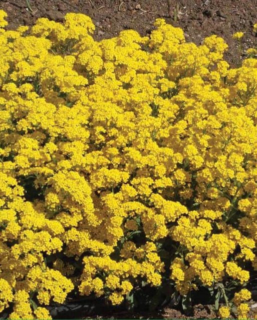 Aurinia Basket of Gold - West Coast Seeds