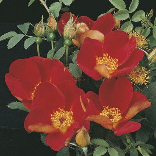Austrian Copper - Weeks Rose