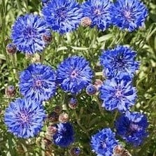 Bachelor's Button Blue - Cornucopia Seeds