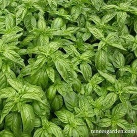 Basil Bolognese Aurelia - Renee's Garden Seeds