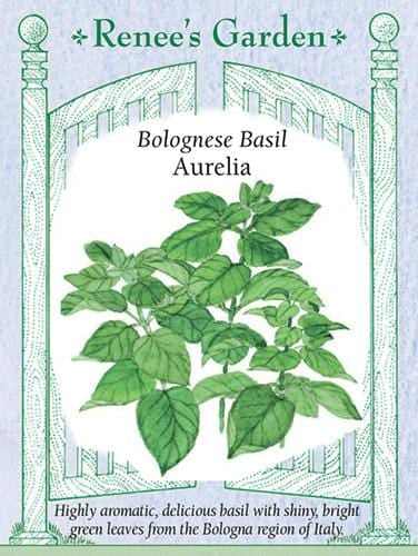 Basil Bolognese Aurelia - Renee's Garden Seeds
