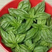 Basil Bolognese Aurelia - Renee's Garden Seeds