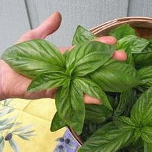 Basil Bolognese Aurelia - Renee's Garden Seeds