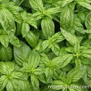 Basil Bolognese Aurelia - Renee's Garden Seeds