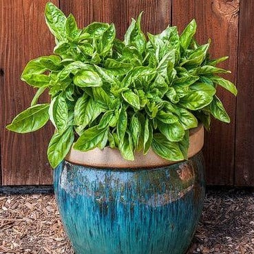 Basil Cameo Container - Renee's Garden Seeds