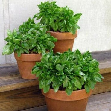 Basil Cameo Container - Renee's Garden Seeds