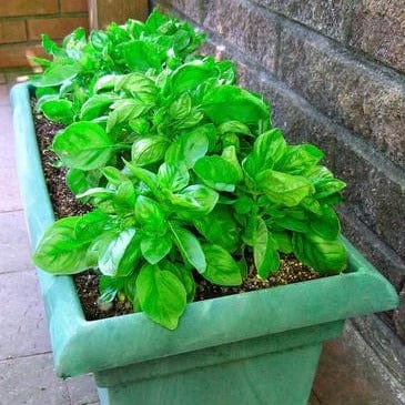 Basil Cameo Container - Renee's Garden Seeds