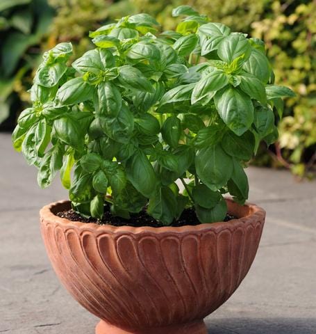 Basil Dolce Fresca - West Coast Seeds