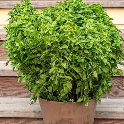 Basil Emerald Tower - West Coast Seeds