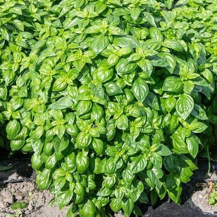 Basil Emerald Tower - West Coast Seeds