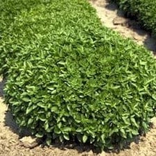 Basil Fino Verde - Cornucopia Seeds