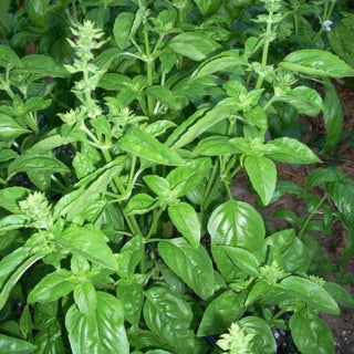 Basil Genovese - Good Earth Farms