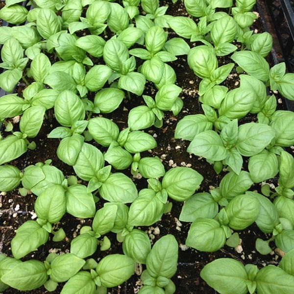 Basil Genovese - Saanich Organics