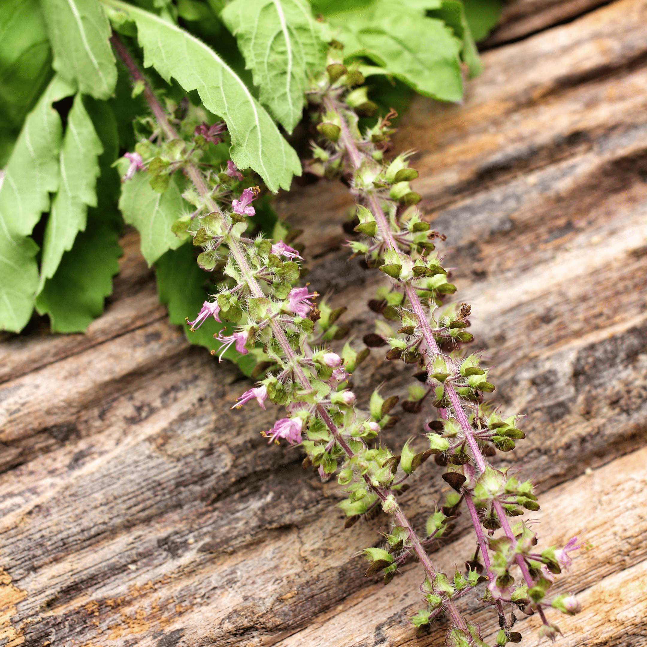 Basil Holy Rama Tulsi - Salt Spring Seeds