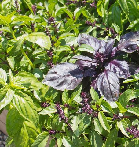 Basil Kitchen Blend - West Coast Seeds