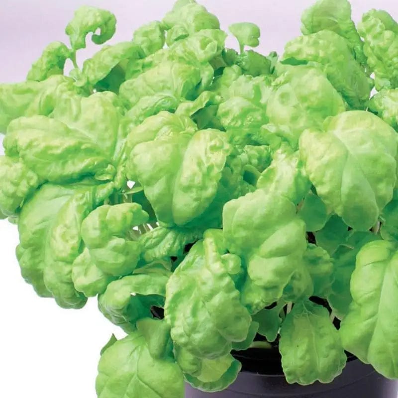 Basil Lettuce Leaf - McKenzie Seeds