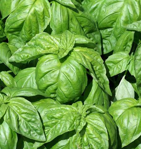 Basil Lettuce Leaf - West Coast Seeds