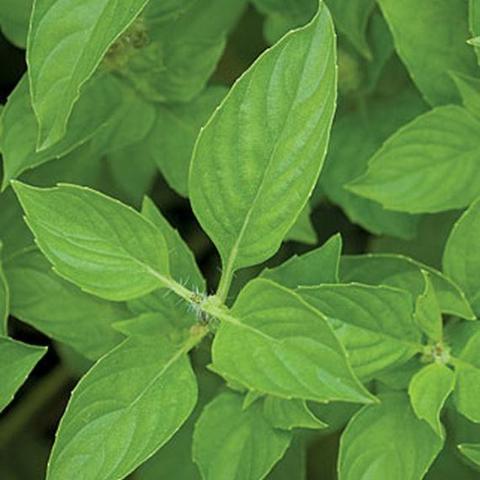 Basil Lime - Burpee Seeds